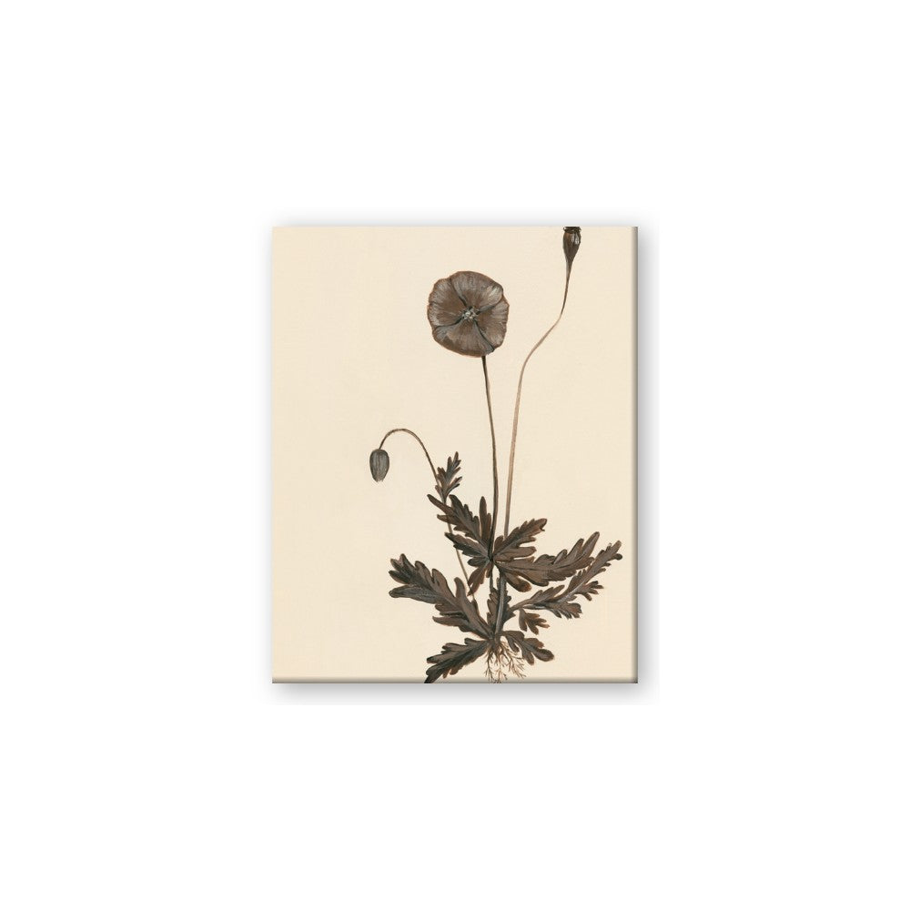 Vintage Botanical II