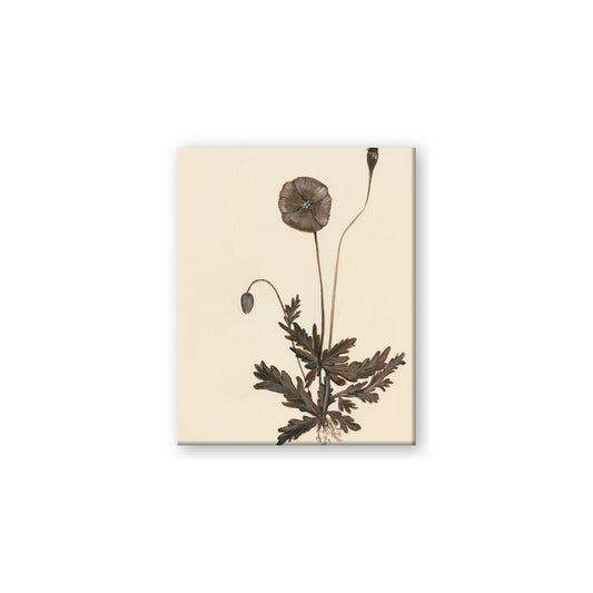 Vintage Botanical II