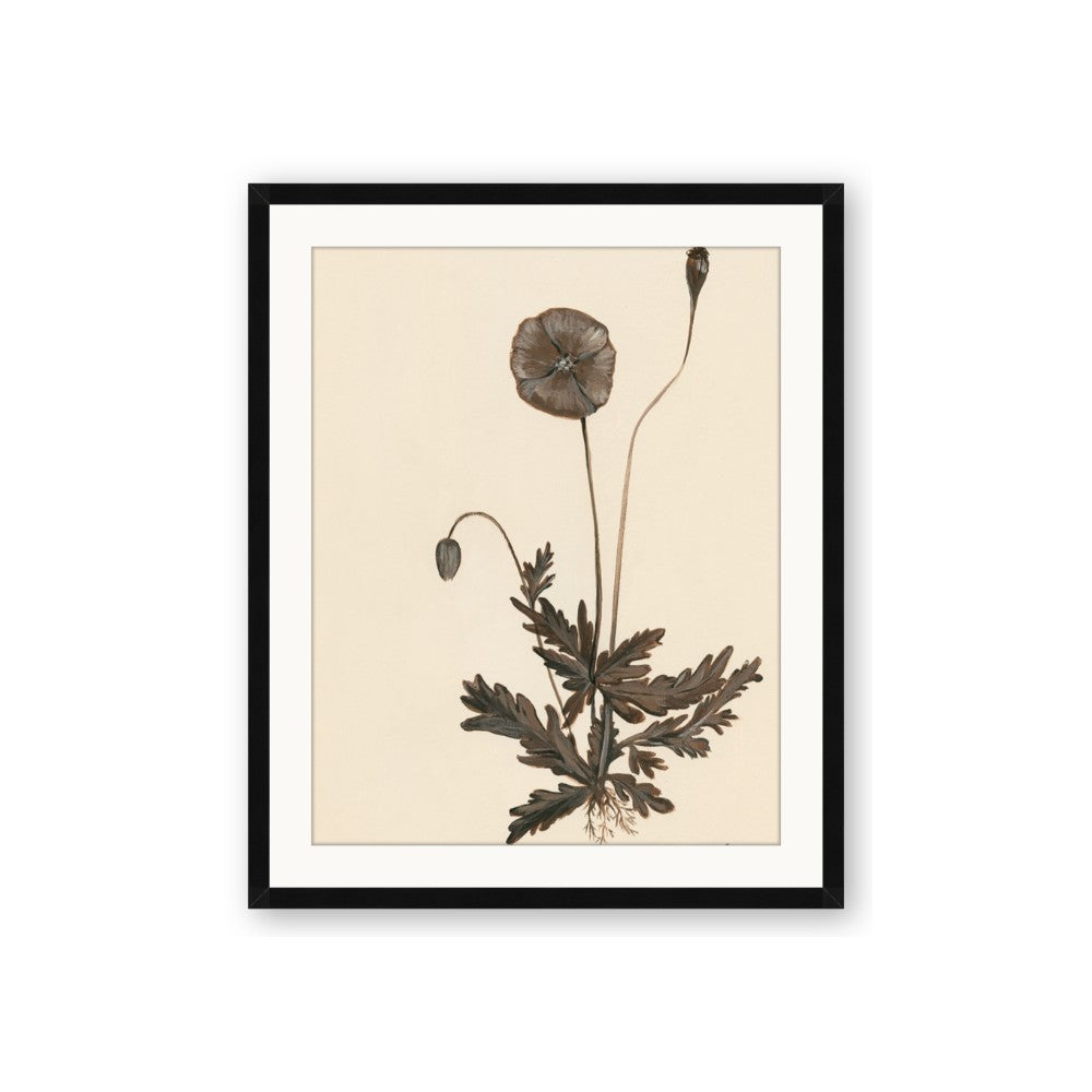 Vintage Botanical II