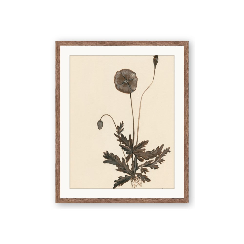 Vintage Botanical II