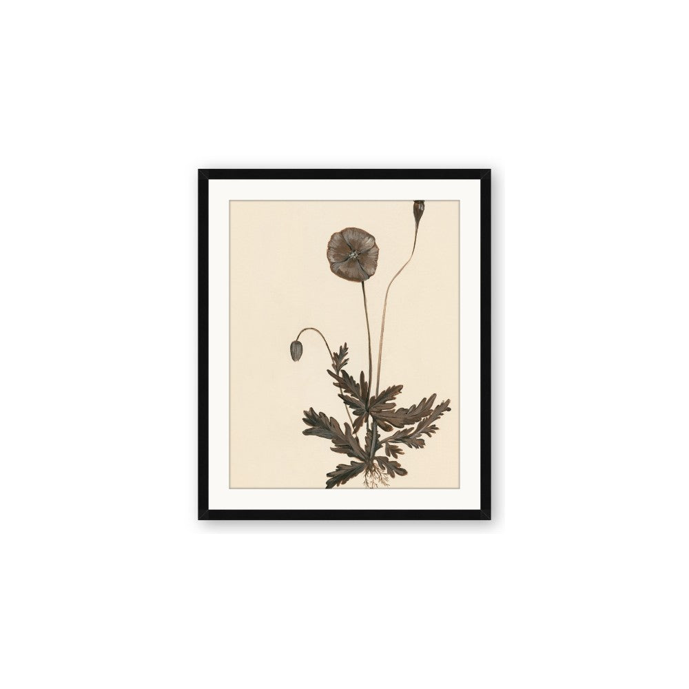 Vintage Botanical II