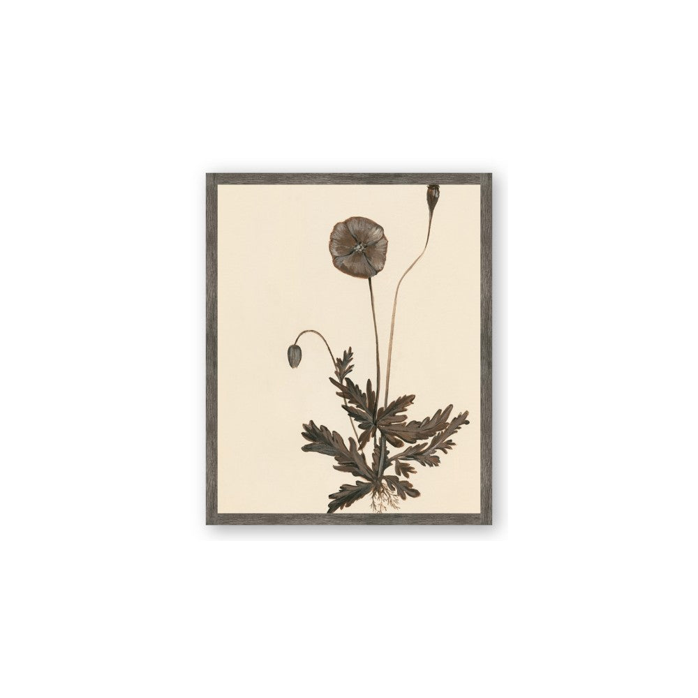 Vintage Botanical II