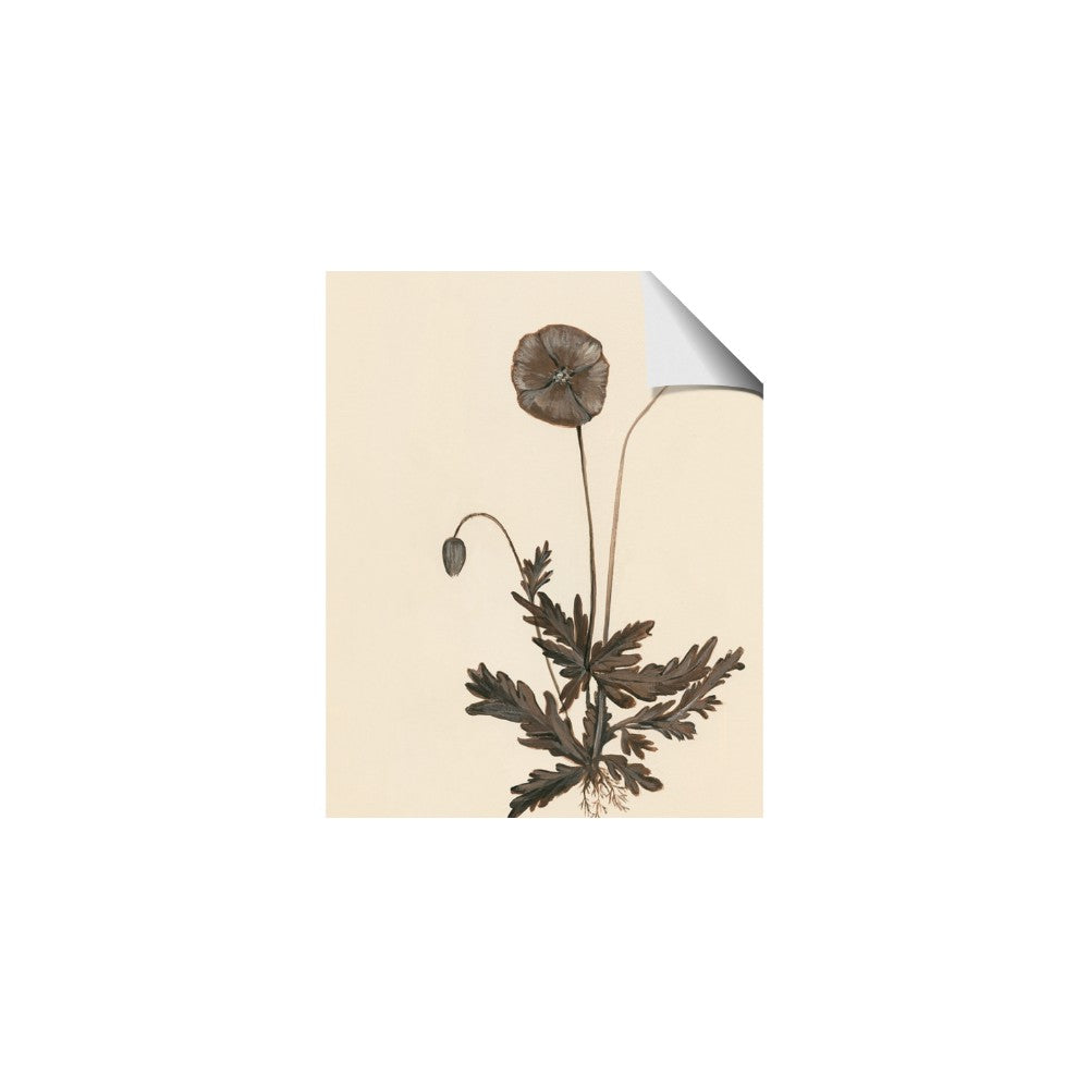 Vintage Botanical II