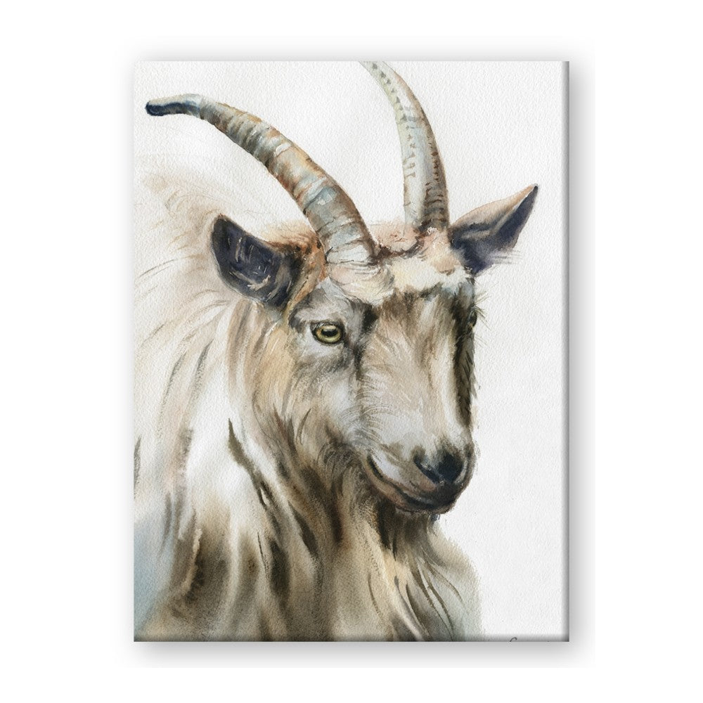 Watercolour Ram