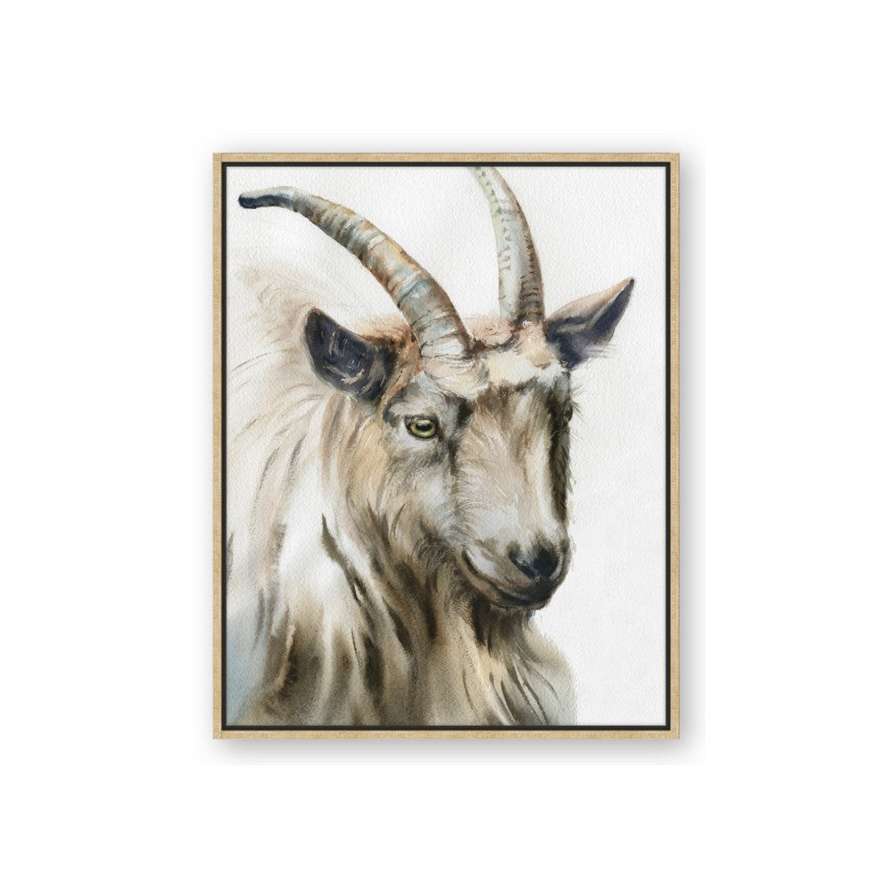 Watercolour Ram