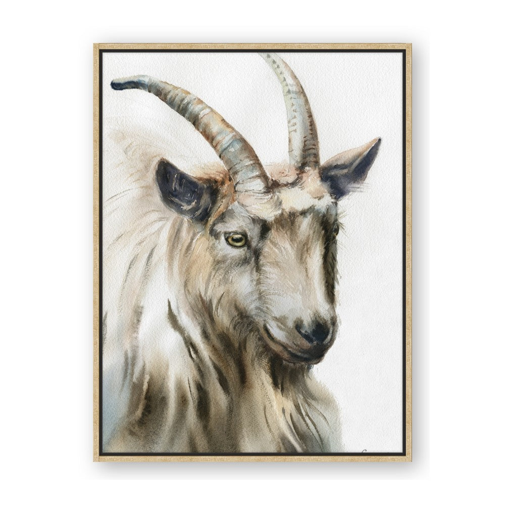 Watercolour Ram