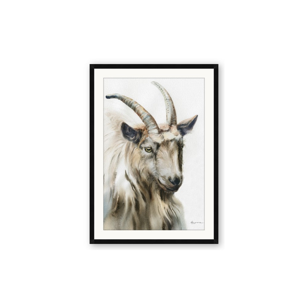 Watercolour Ram