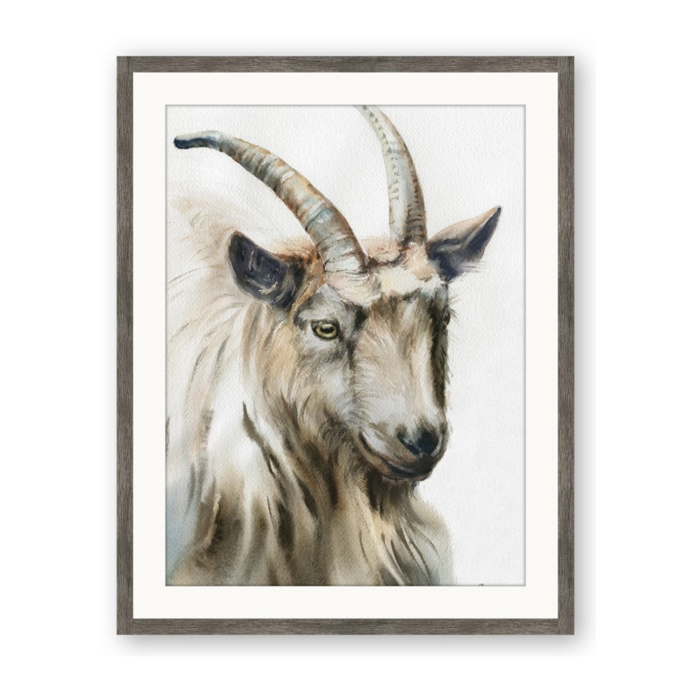 Watercolour Ram