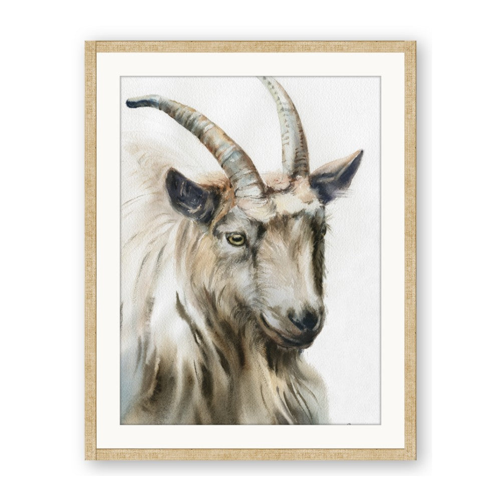 Watercolour Ram