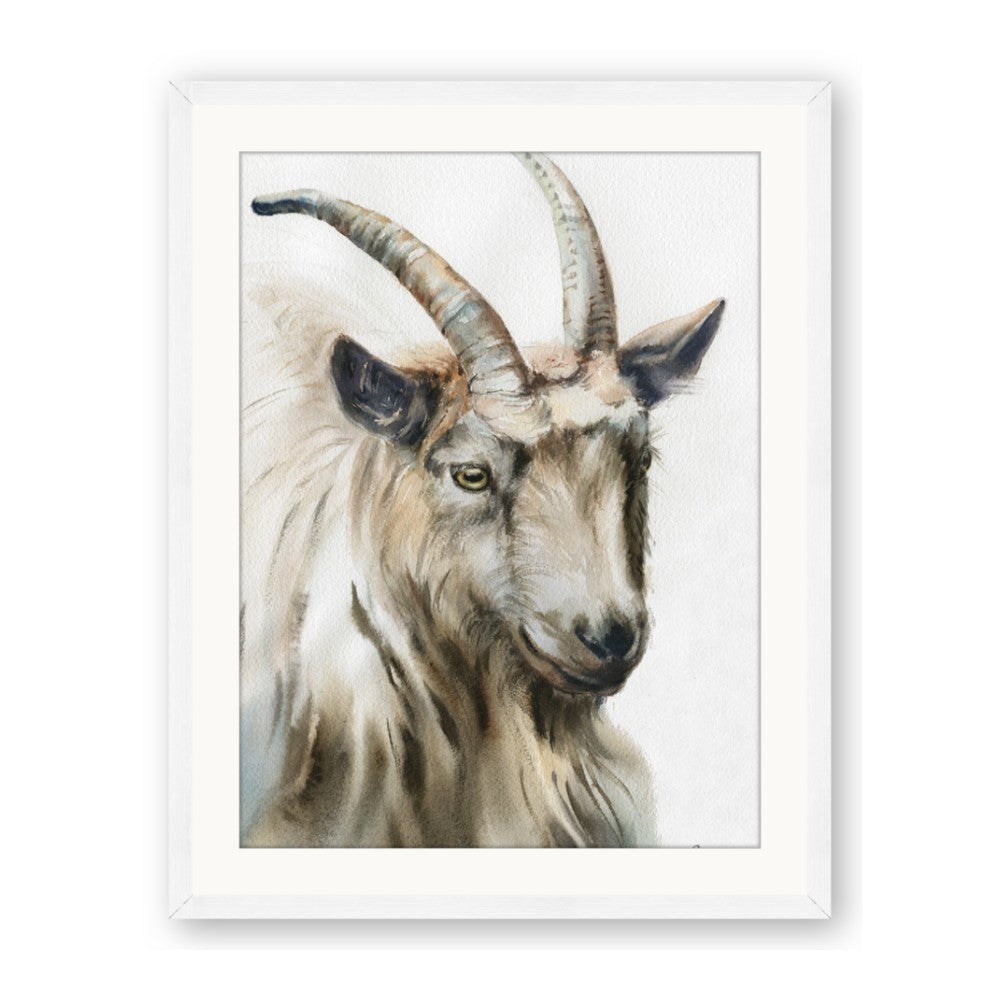 Watercolour Ram