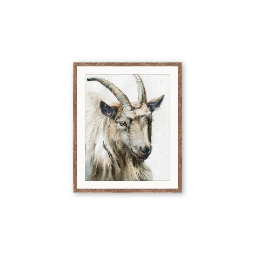 Watercolour Ram