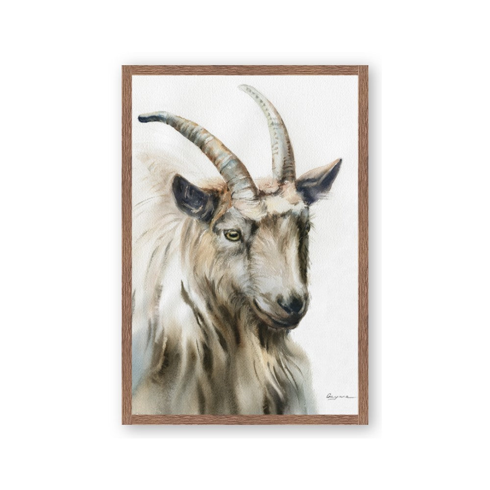 Watercolour Ram