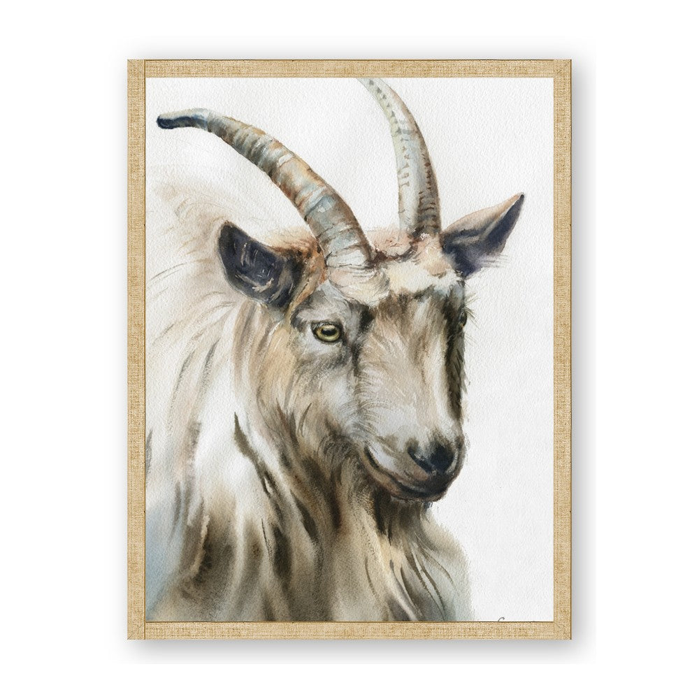 Watercolour Ram