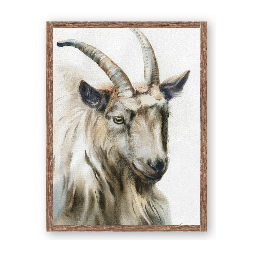 Watercolour Ram