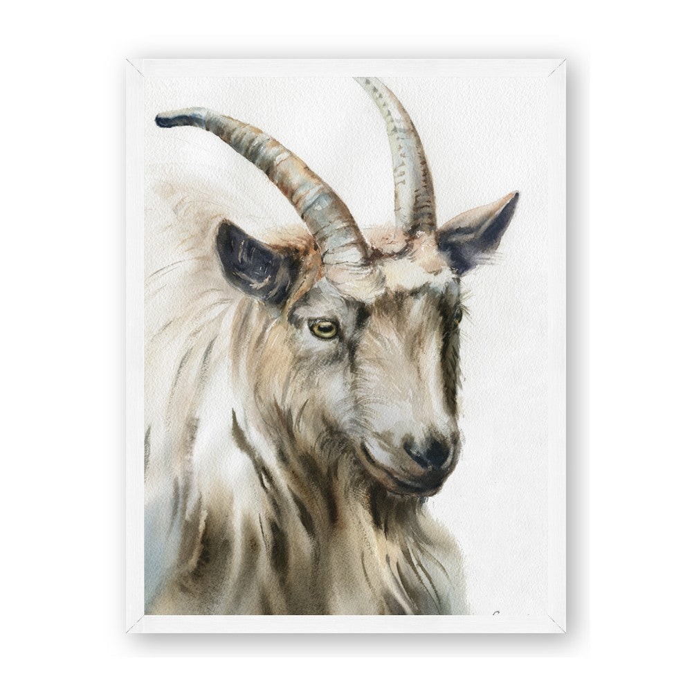 Watercolour Ram