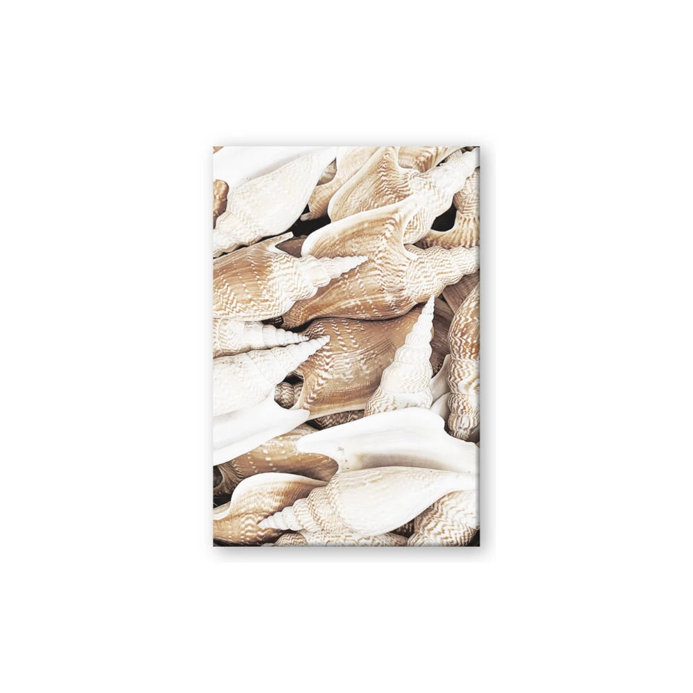 All the Shells
