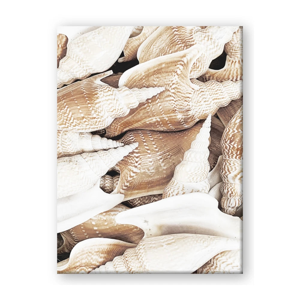 All the Shells