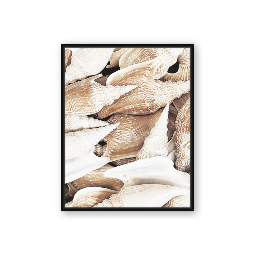All the Shells
