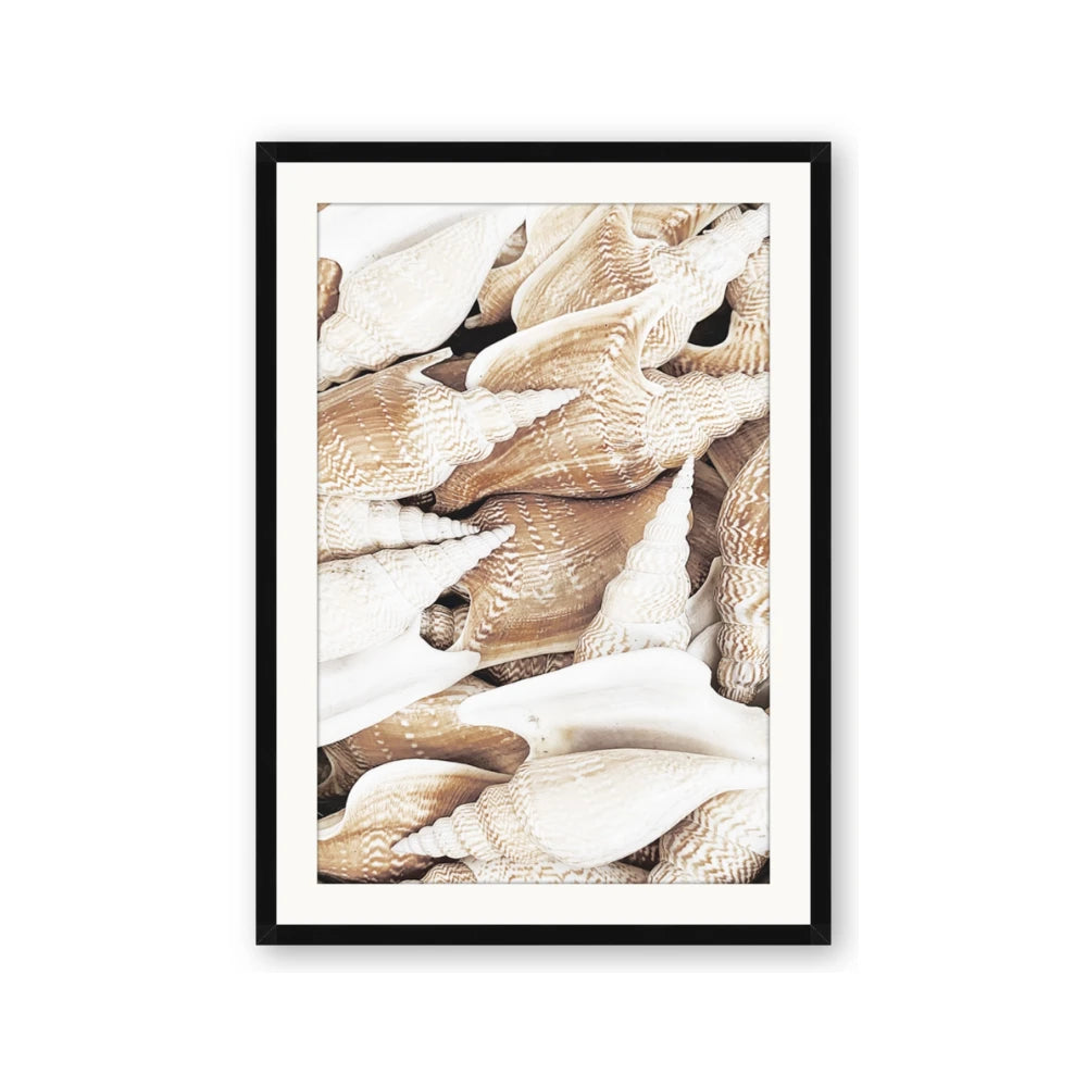 All the Shells
