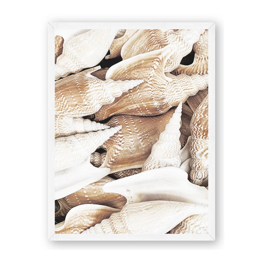 All the Shells