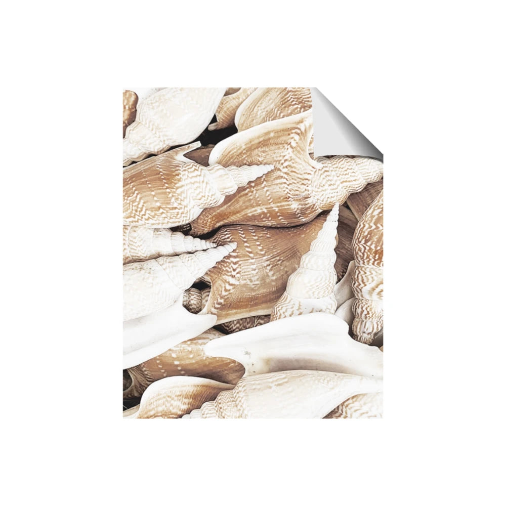 All the Shells