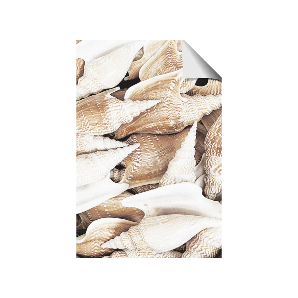 All the Shells
