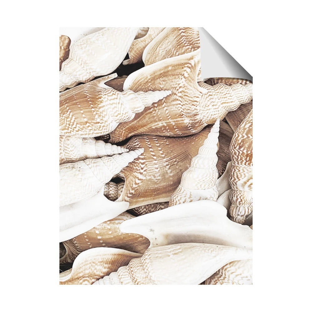 All the Shells