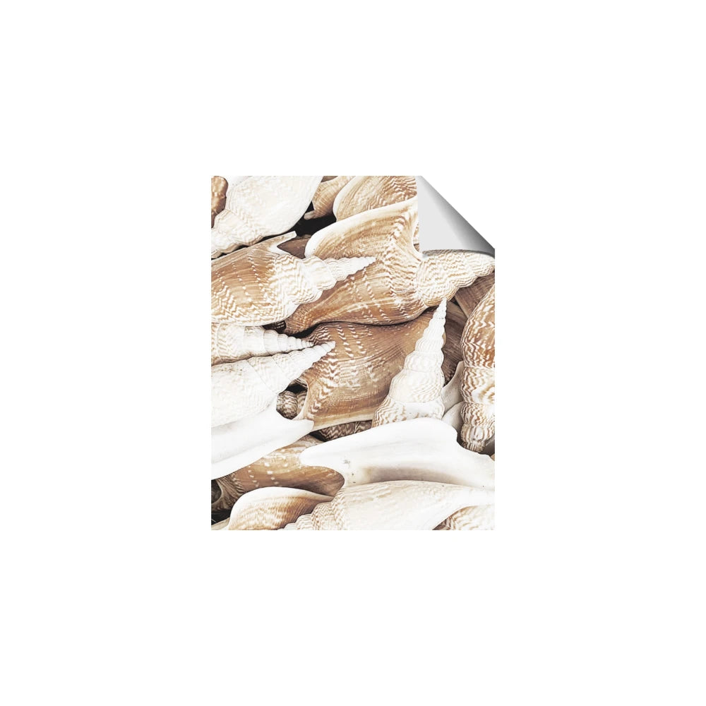 All the Shells