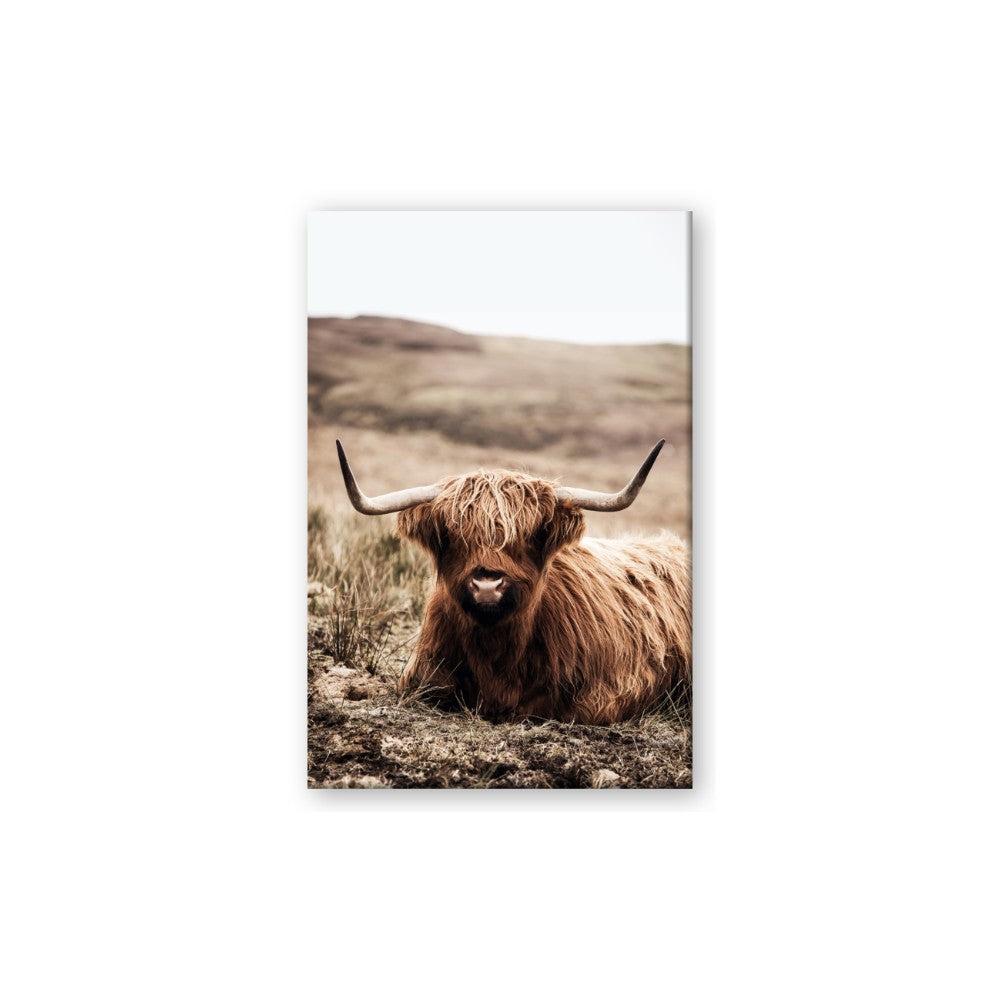 Furry Brown Cow