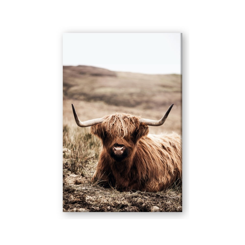 Furry Brown Cow