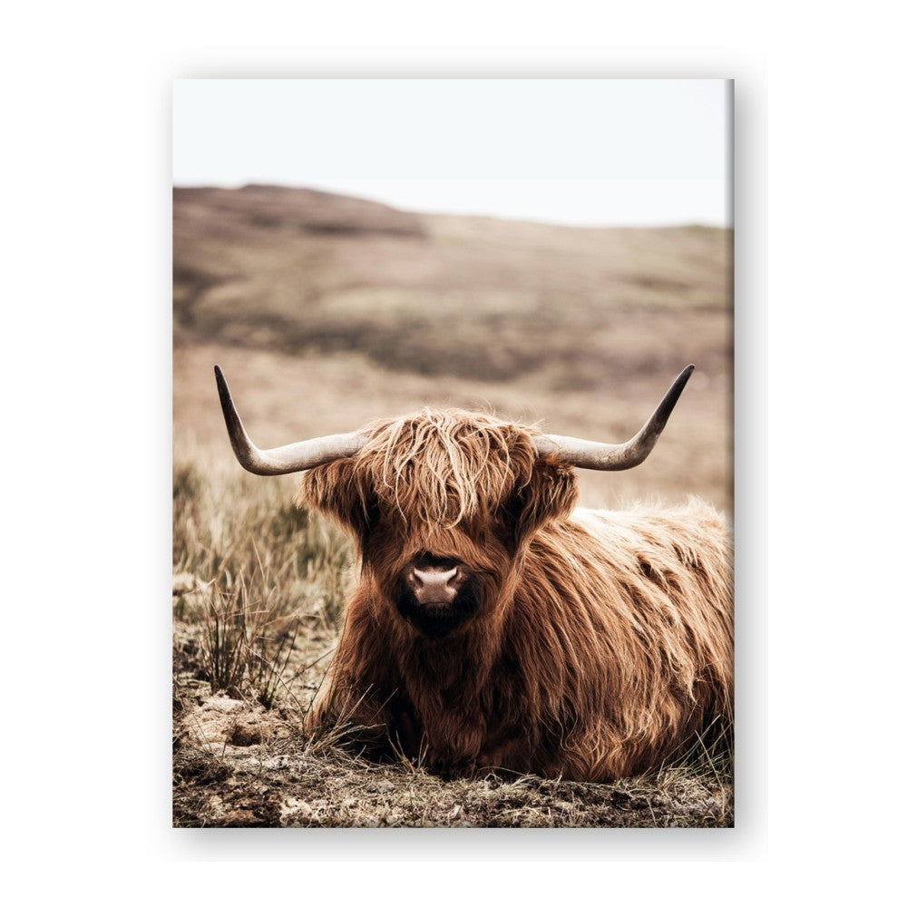 Furry Brown Cow