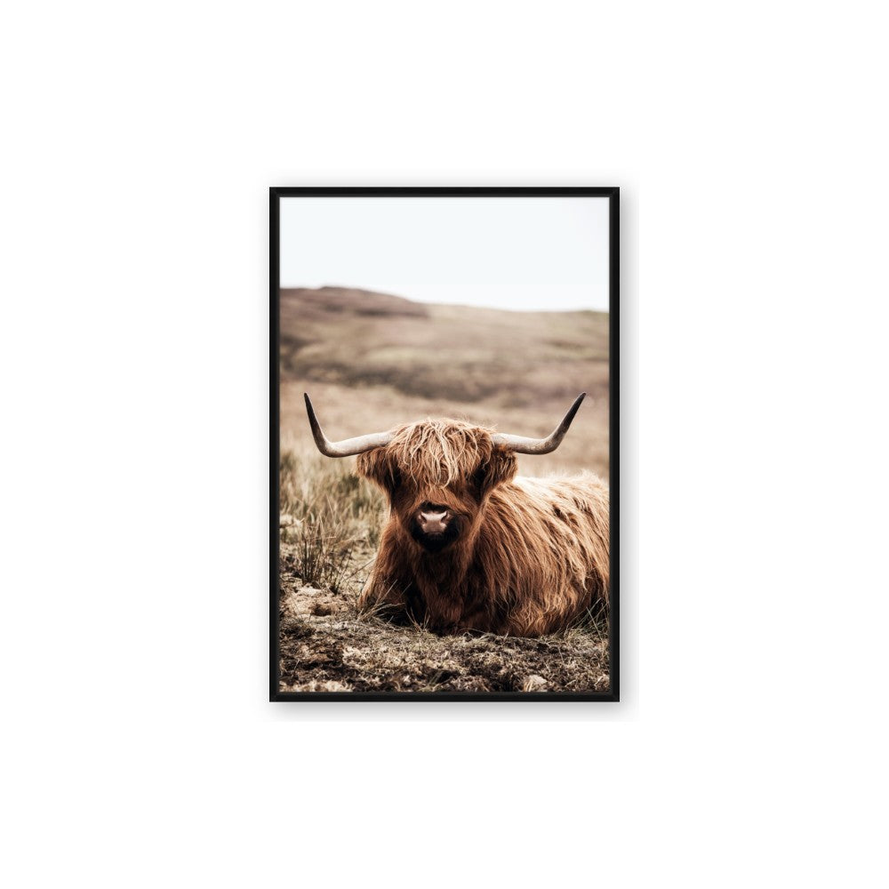 Furry Brown Cow
