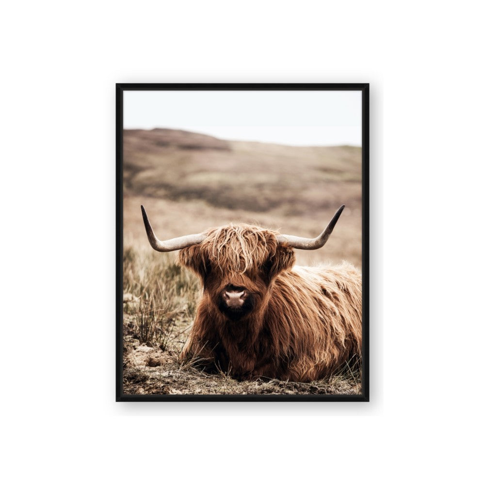 Furry Brown Cow