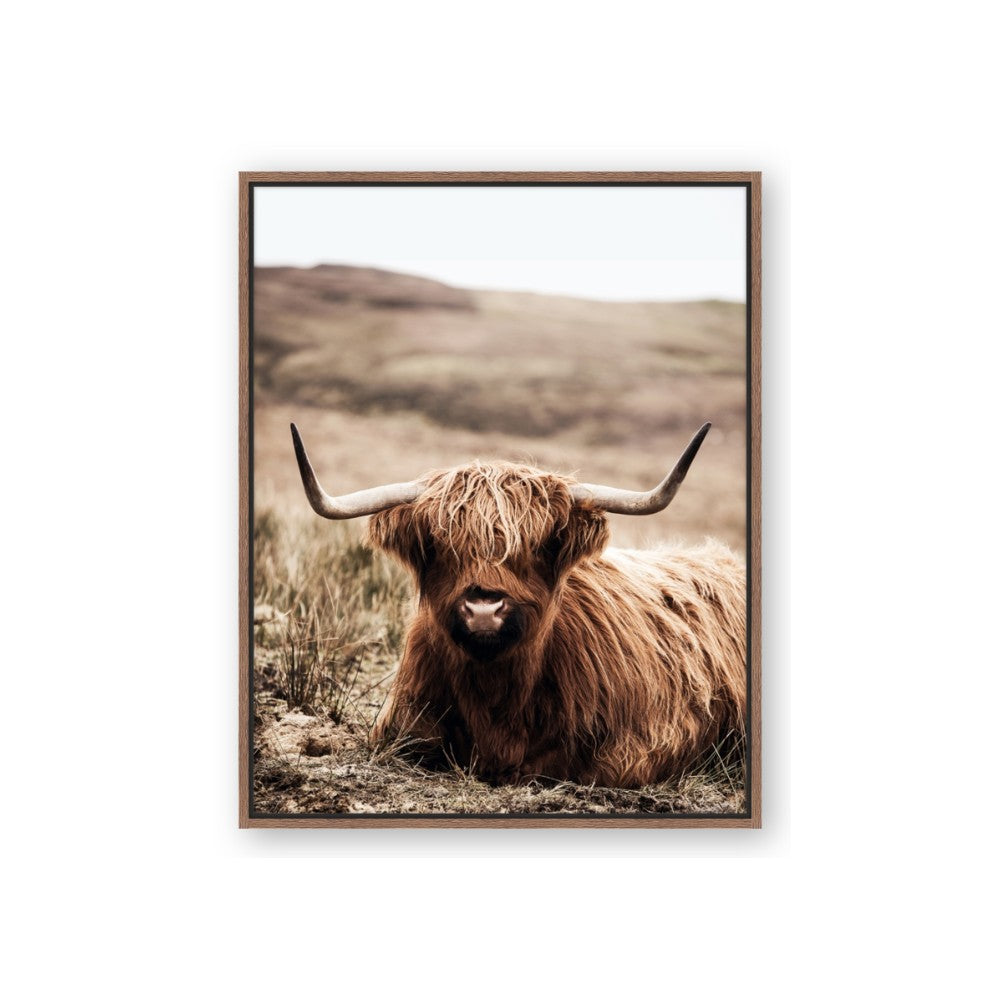 Furry Brown Cow