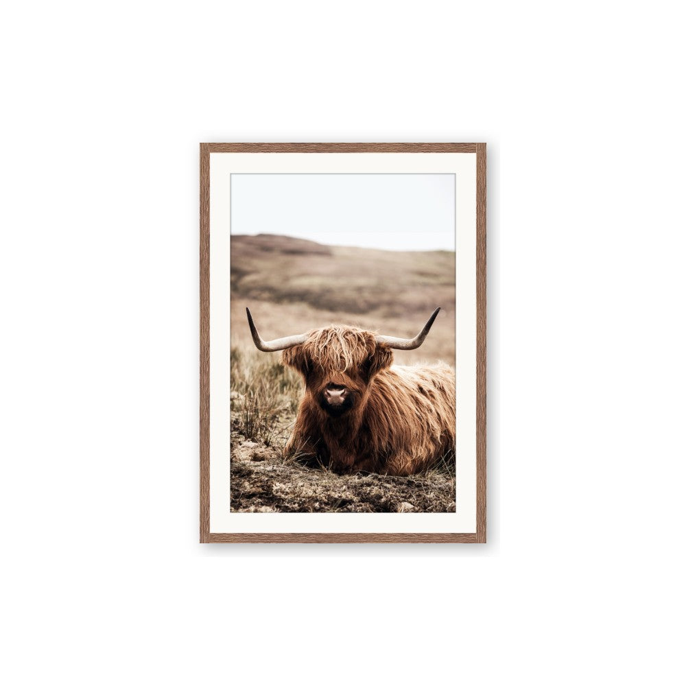 Furry Brown Cow