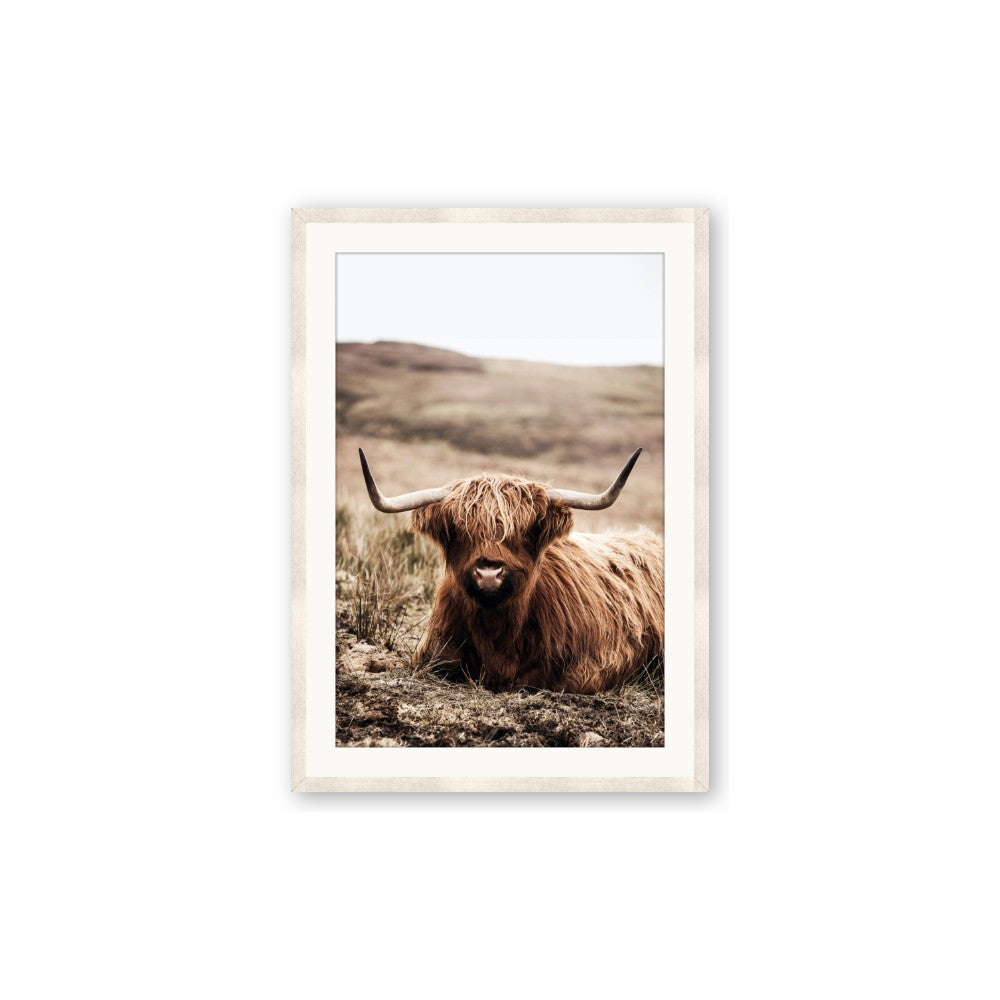 Furry Brown Cow