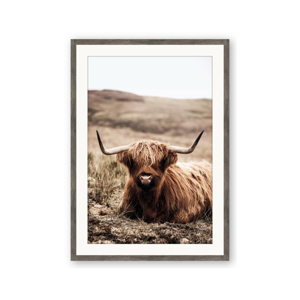 Furry Brown Cow