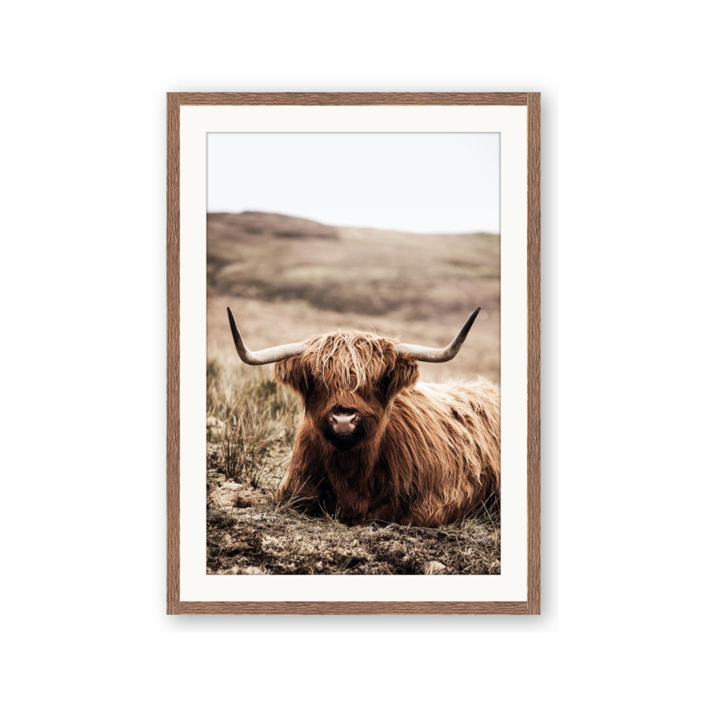 Furry Brown Cow