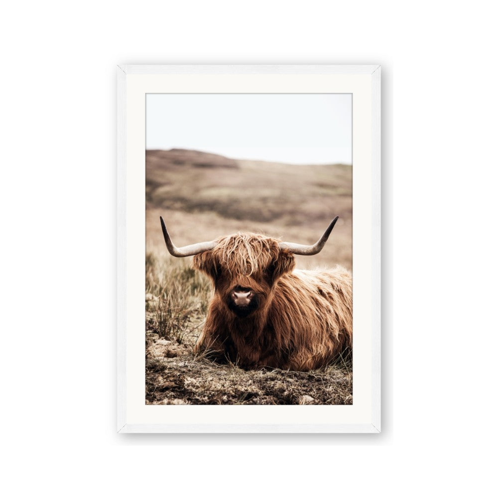 Furry Brown Cow