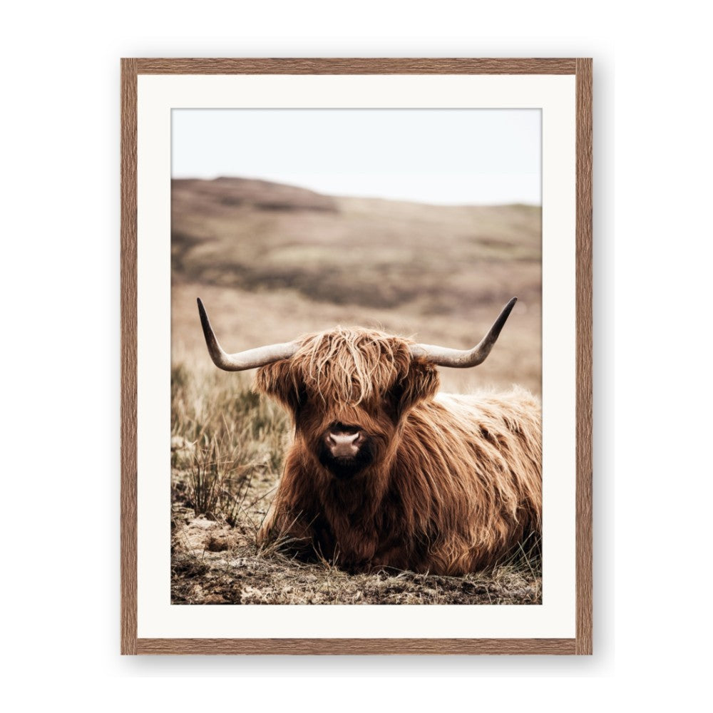Furry Brown Cow