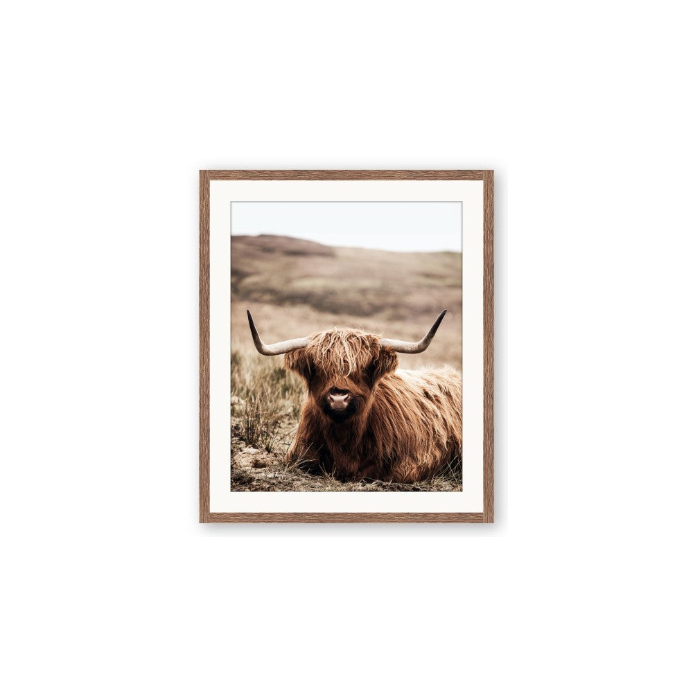 Furry Brown Cow