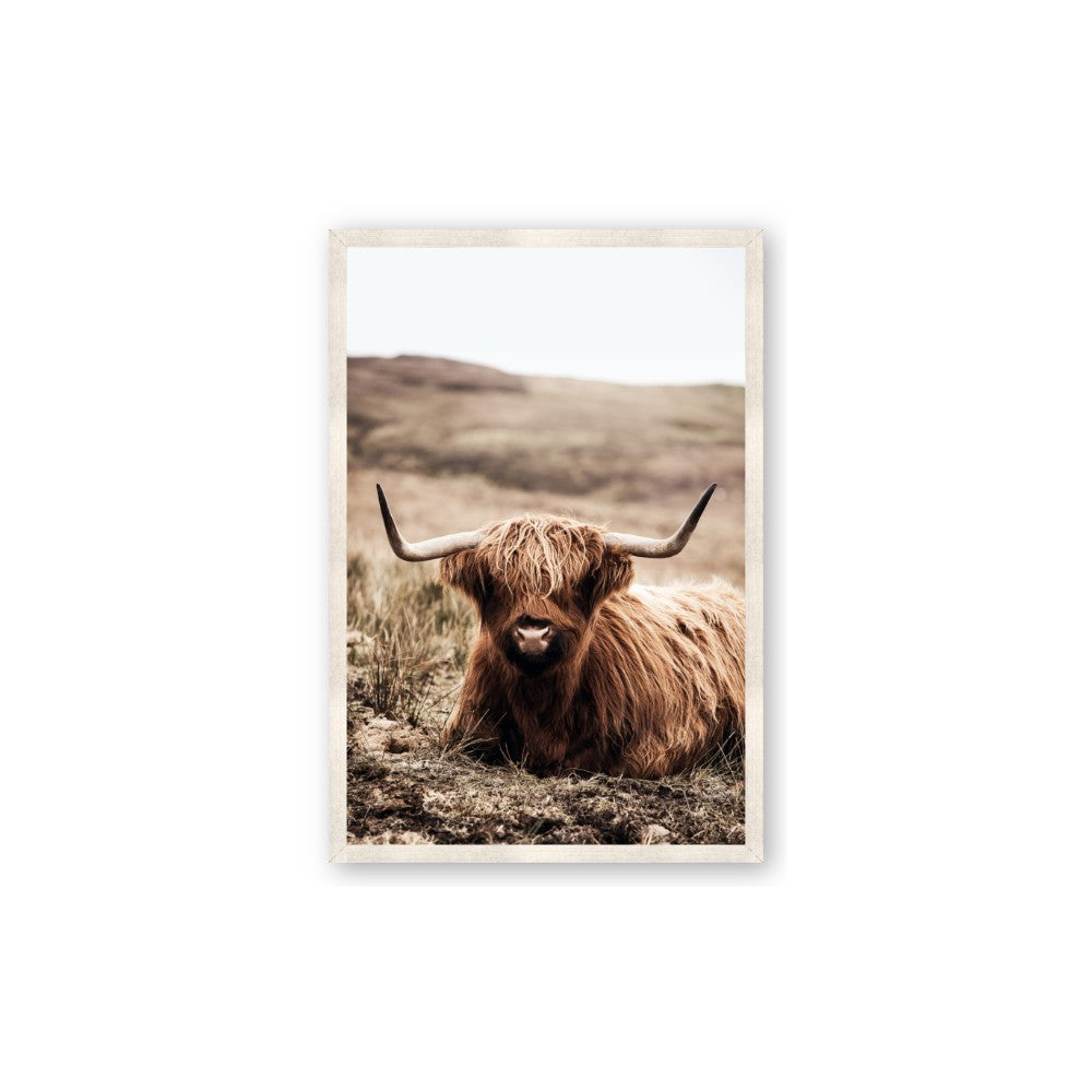 Furry Brown Cow