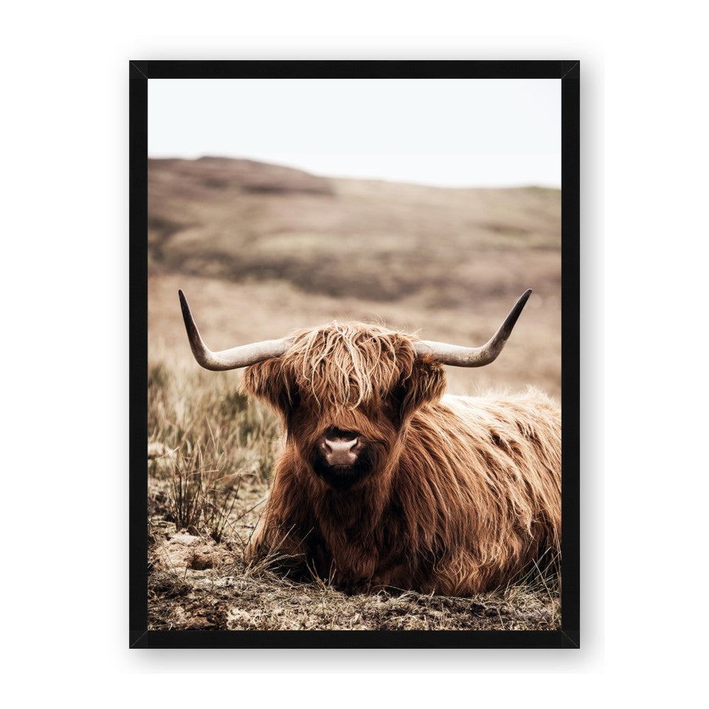 Furry Brown Cow