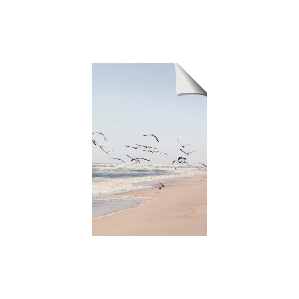 Beach Birds