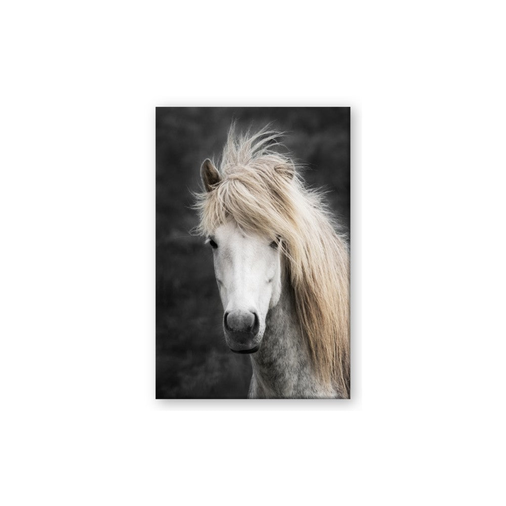 Stallion 