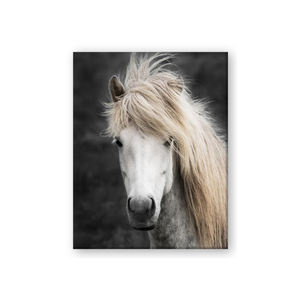 Stallion 