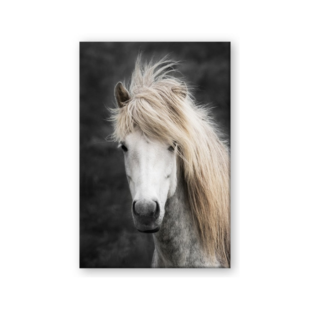 Stallion 