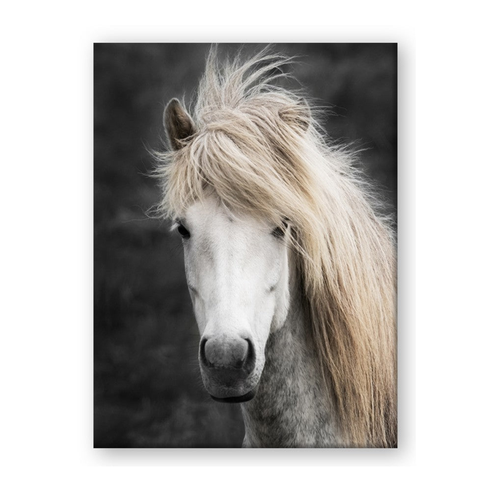 Stallion 