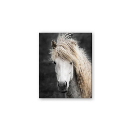Stallion 