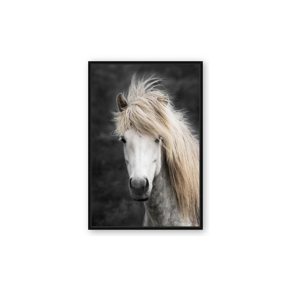 Stallion 